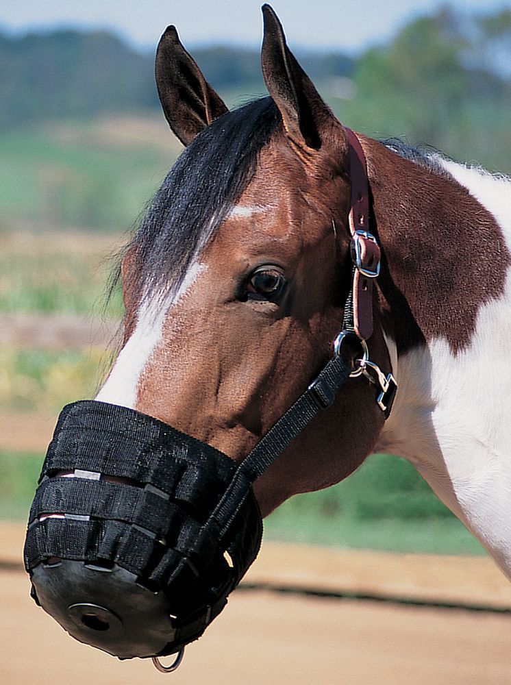 Saddles Tack Horse Supplies Weaver Grazing Muzzle
