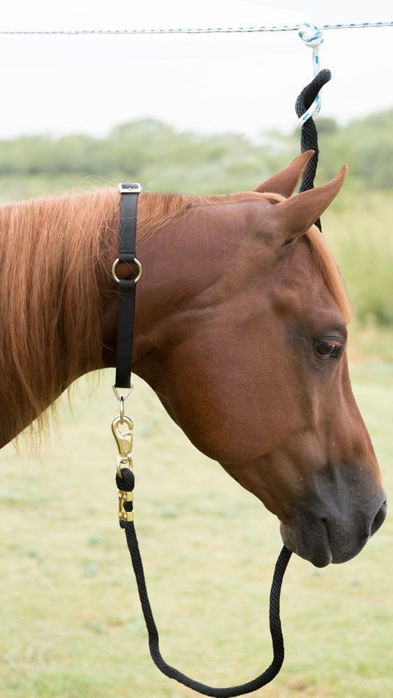 Saddles Tack Horse Supplies Horse Neck Collar by