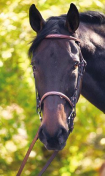Henri de Rivel Advantage Fancy Raised Snaffle Bridle