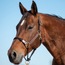 Cashel Combo Leather and Rope Halter