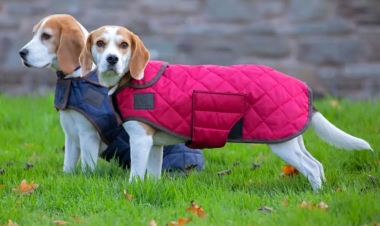 Shires Digby Fox Quilted Dog Coat: Chicks Discount Saddlery