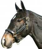 Intrepid Deluxe Fancy Stitched Padded Leather Halter