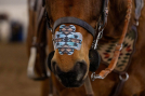 EquiBreathe Equine Nasal Patch - Aztec