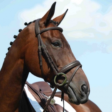 Collegiate Syntovia+ Bridle