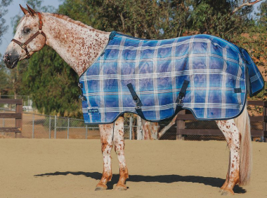 Penny - FLY HORSE  Kensington SureFit 73% UV Horse Protective Fly Sheet: Chicks