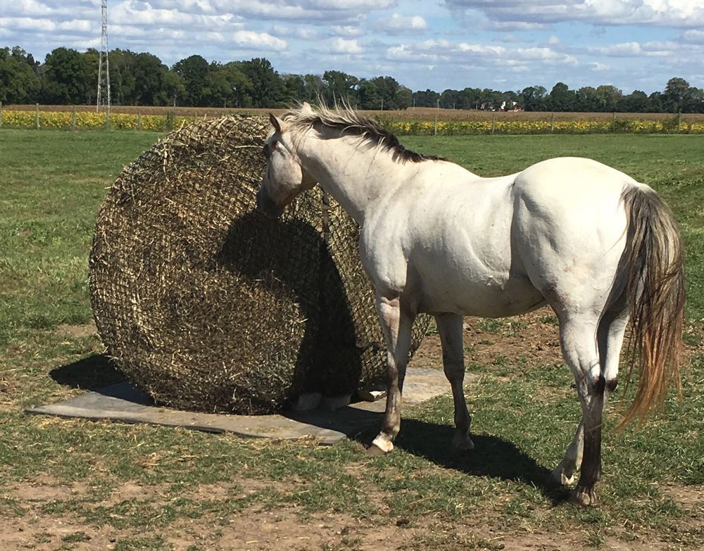 round bale slow feed net