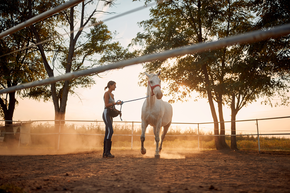 Chicks Discount Saddlery Blog